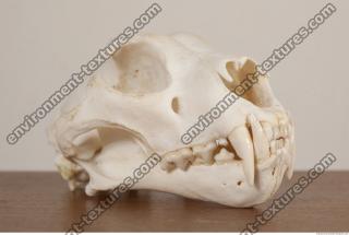 photo reference of skull 0042